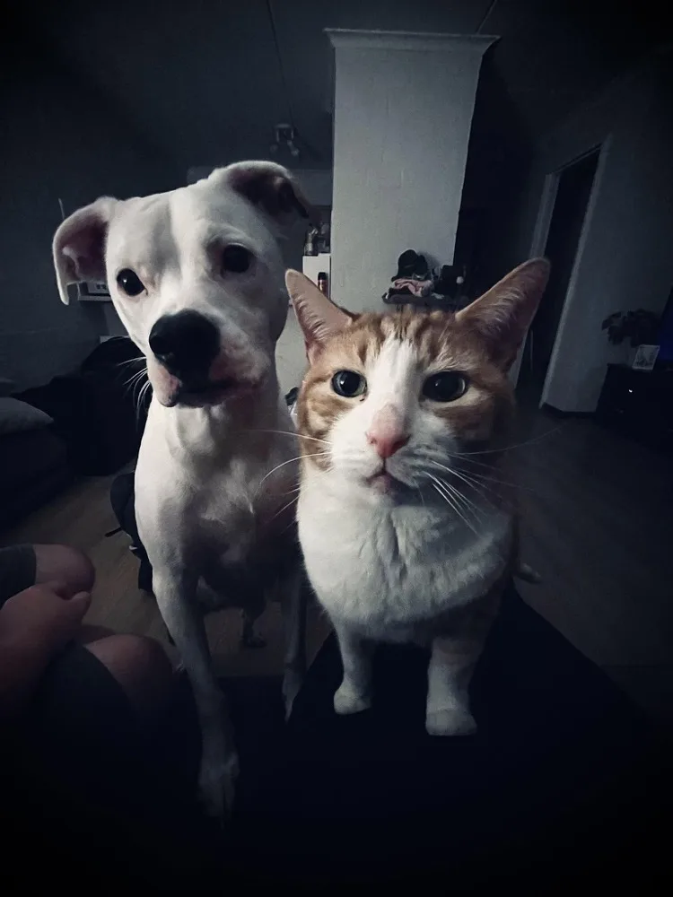Harry the cat and Charlotte the dog, Roxie and Shaun's pets